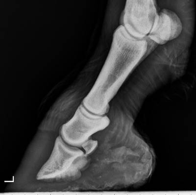 Röntgenbild - Huf eines gesunden Esels
