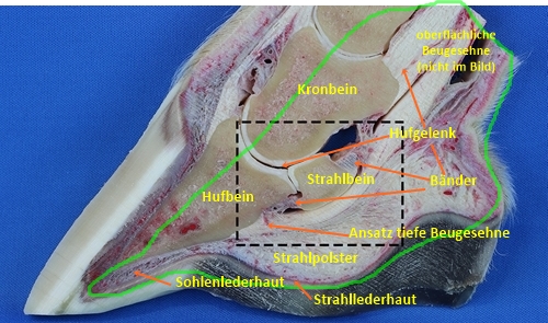 TPA betäubte Anteile_Bezeichnungen