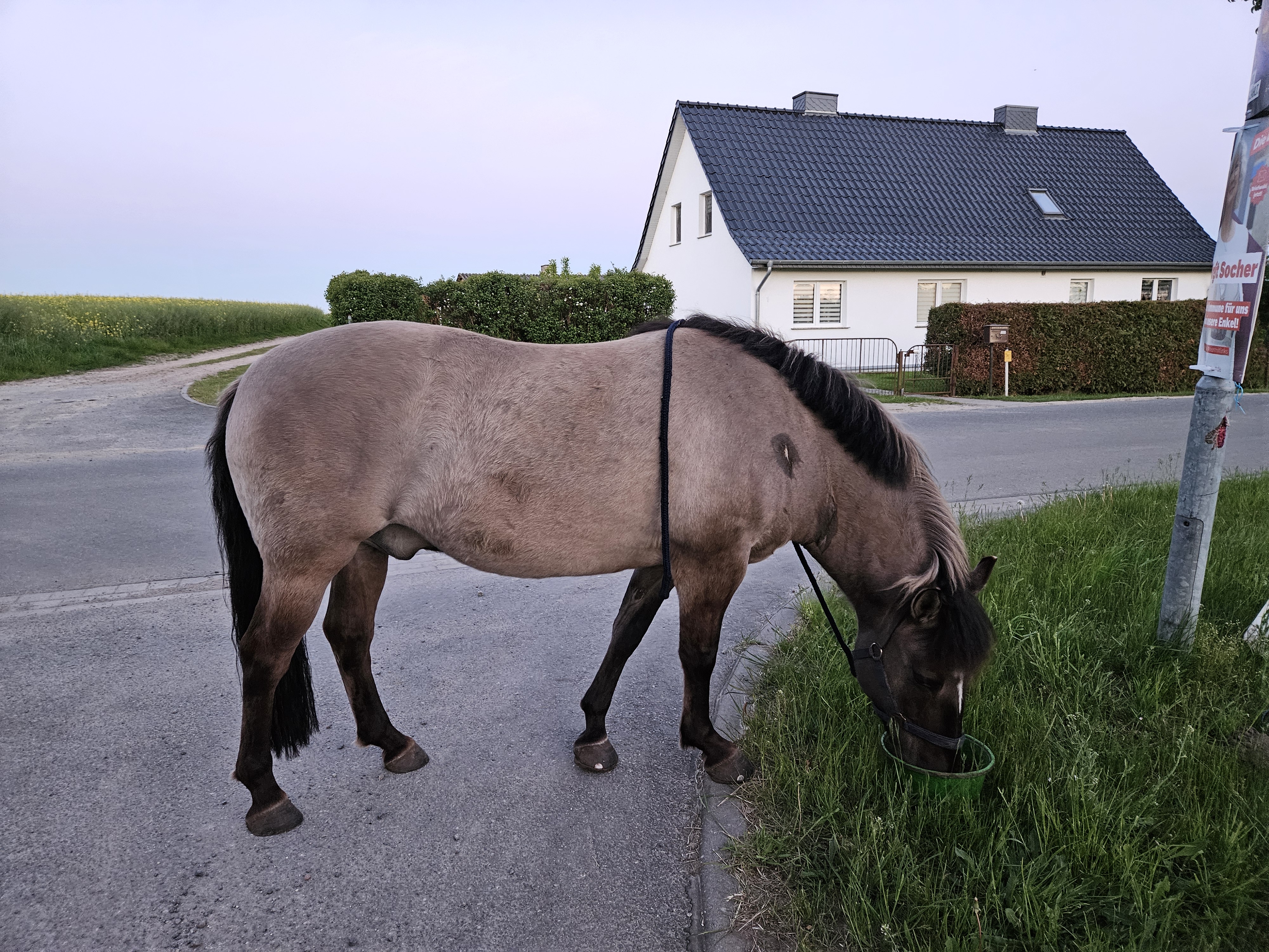 12. Mai unmittelbar bevor er auf die üppige Koppel kam