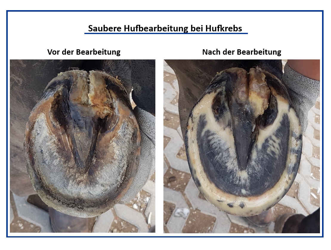 Sauberes Ausschneiden bei Hufkrebs