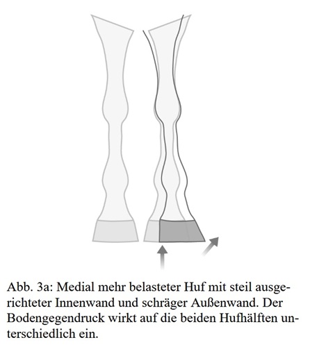 Die Aufstellung der Gliedmaße beeinflusst die Symmetrie des Hufes. Aus &quot;Potential und Grenzen des Barhufs&quot; S. 9. Von Dr. Konstanze Rasch (auf dieser Homepage im Bereich Hufthemen: Potential des Barhufs)